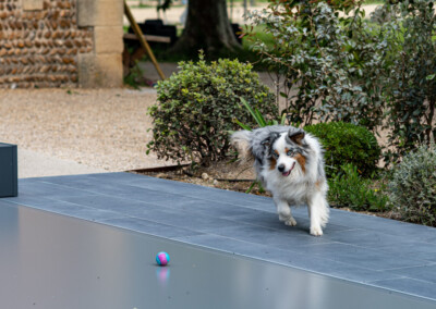 Travelhouse_21- Caroussel Chien à poil long courant sur une terrasse en dalles grises, près d'une balle colorée, avec des buissons en arrière-plan.